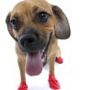 Pet Apparel PawZ Dog Boots | Pawz - Red - Small - Up To 2.5"