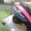 Pet Apparel Doggles® | Biker Hat