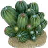 For Cats & Other Critters Komodo | Komodo Barrel Cactus