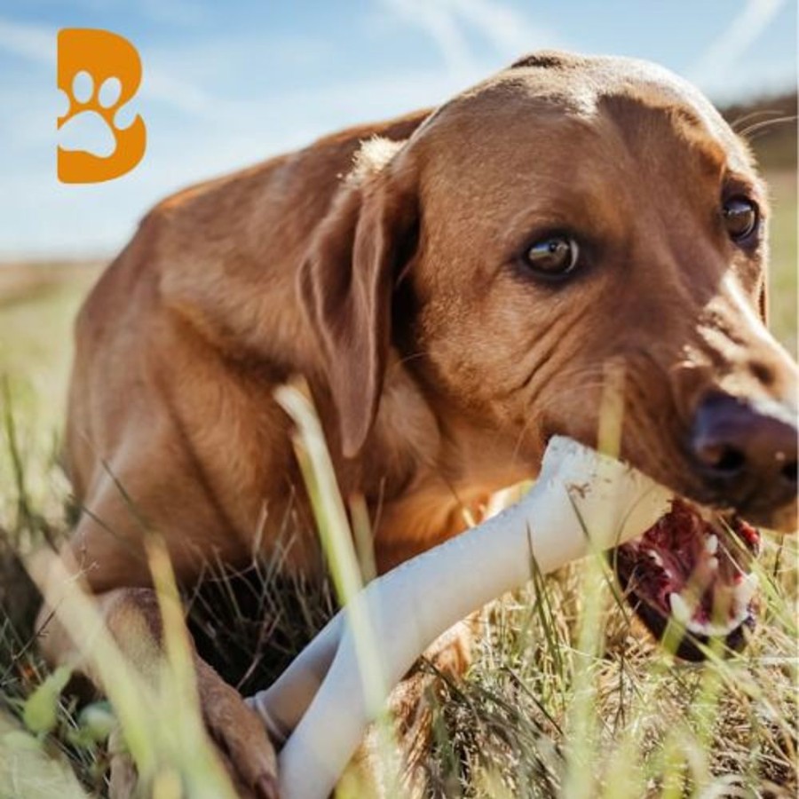 Toys & Playthings BetterBone | Betterbone Classic — All Natural Eco-Friendly Dental Cleaning Chew For Dogs & Puppies